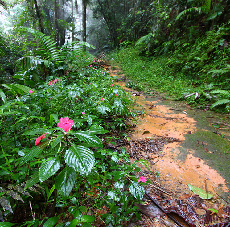 Bosque Estatal Toro Negro