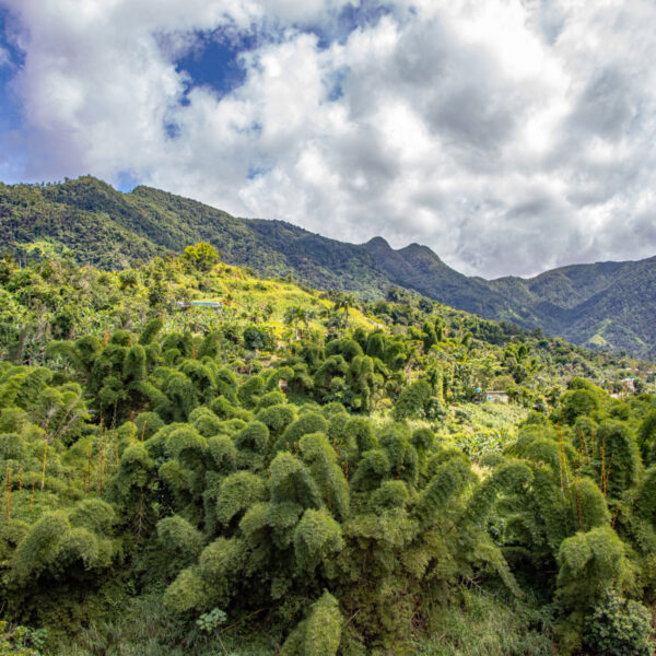 Puerto Rico’s Most Instagram-Friendly Scenic Routes
