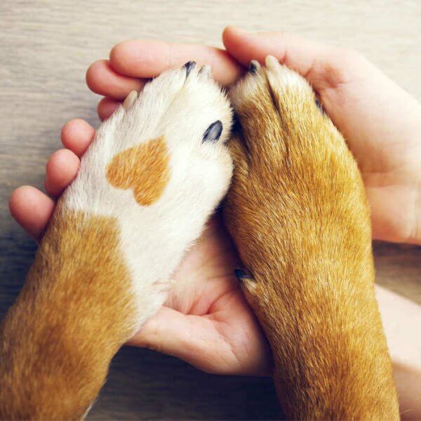 Pets to Cope with Isolation