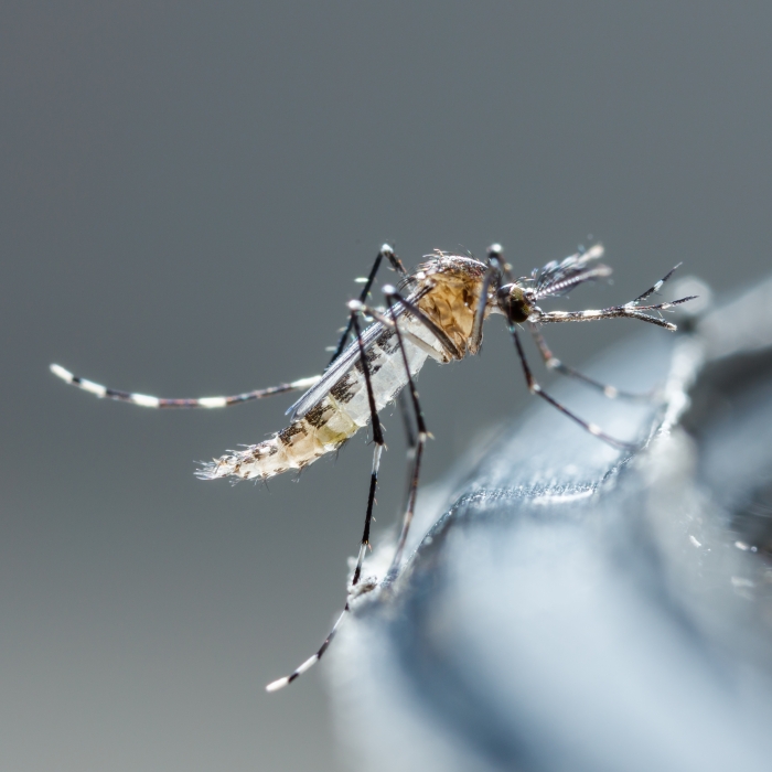 Let’s Avoid Dengue