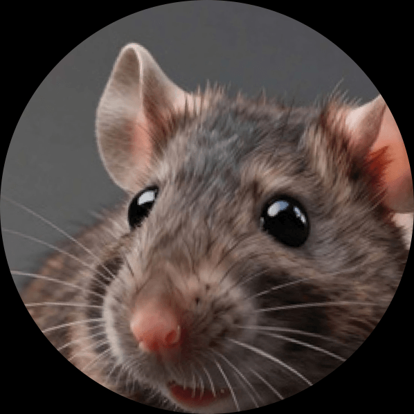Ratón, principal transmisor del hantavirus
